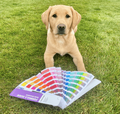 A yellow Labrador puppy lying on grass beside a color swatch booklet.