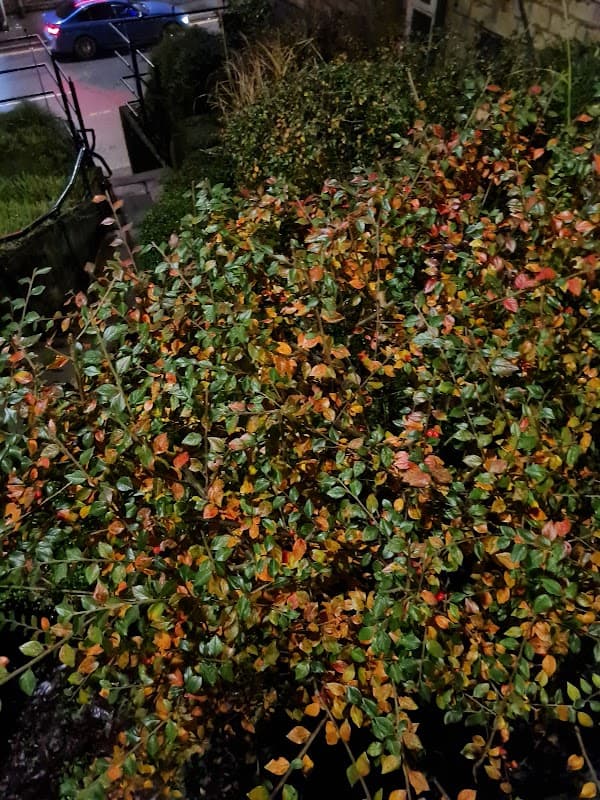 Vibrant autumn foliage with red and orange leaves, surrounding a parking area in Todmorden, Yorkshire.