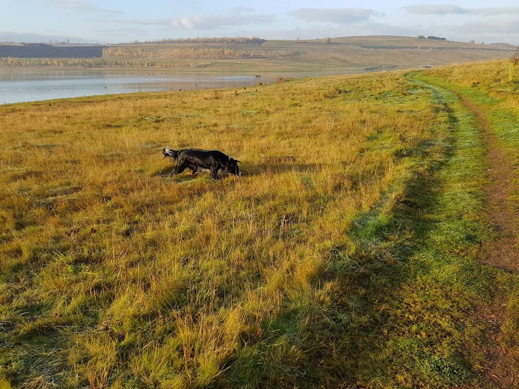 A dog exploring a grassy field near a lake, with rolling hills and a clear sky in the background.