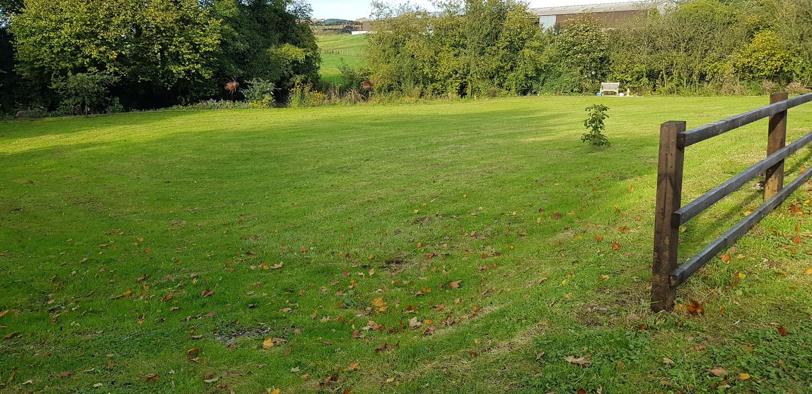 Lush green lawn surrounded by trees and a wooden fence, with a bench in the background under a clear sky.