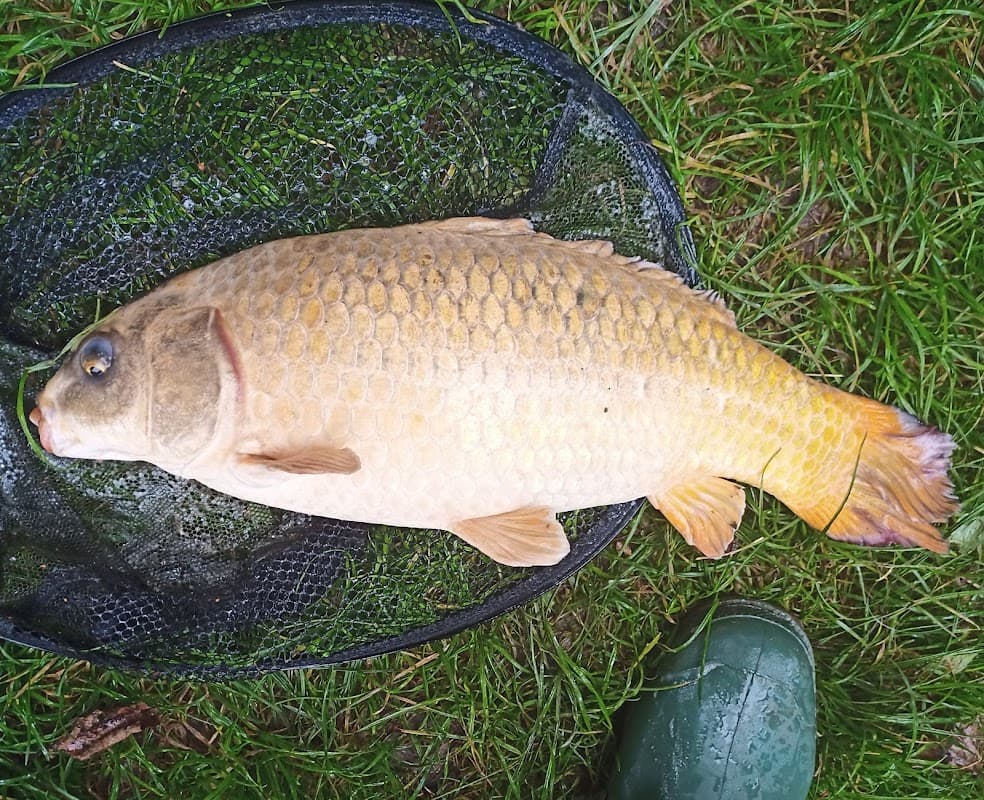 A large golden fish lies on a black netting, with green grass and a rubber boot visible in the background.