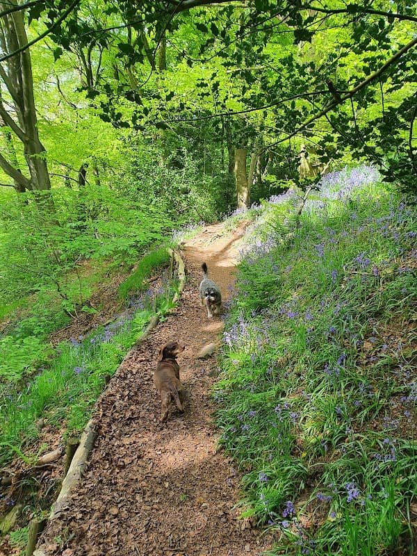 Two dogs walking along a narrow path surrounded by lush green trees and bluebell flowers in Upper Cumberworth.