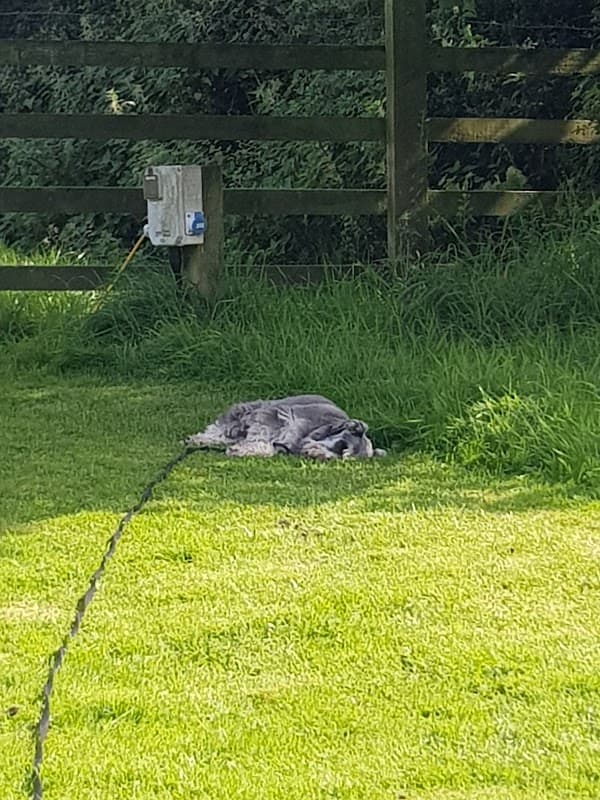 A grey dog resting on lush green grass near a wooden fence at Water Hall Farm, Upsall, Yorkshire.