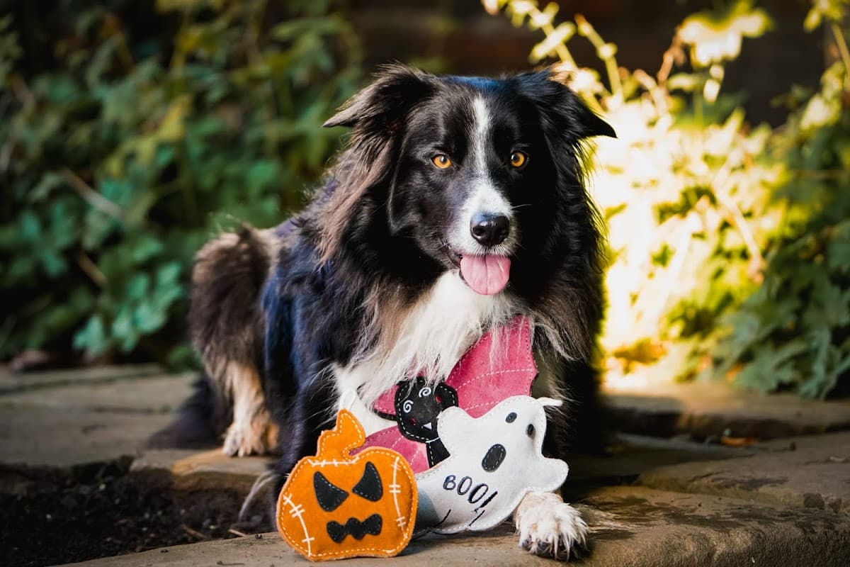 Aurora Paws - Pet Shops in wakefield