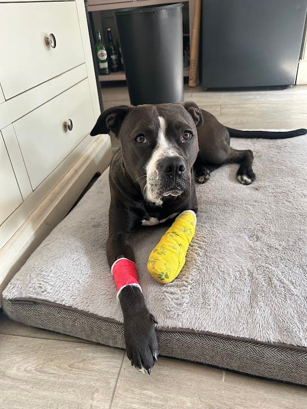 Chantry Vets, Brindley Way Veterinary Hospital - Vets in wakefield