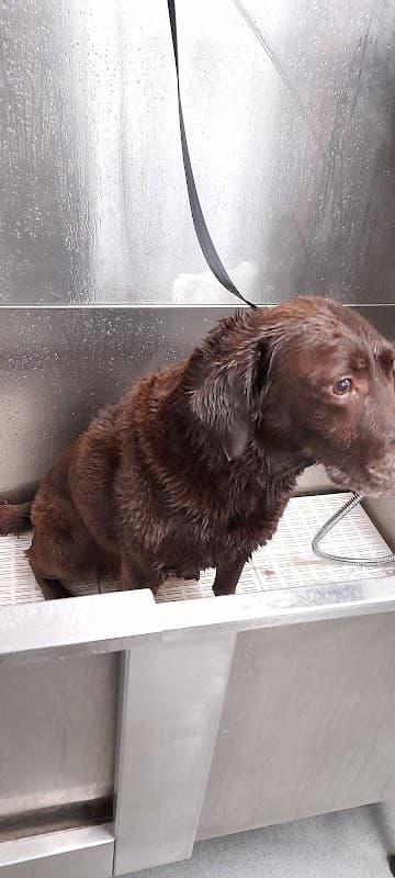 Wakefield Vets for Pets - Vets in wakefield