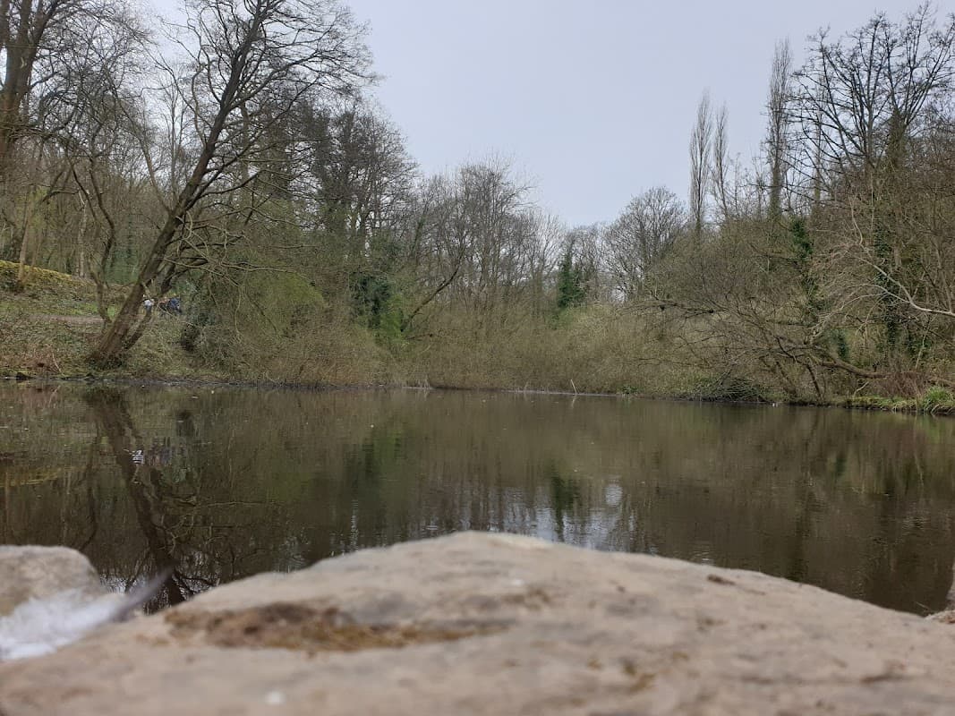 Still water reflecting trees in a serene landscape, with a rocky foreground and soft, muted colors.