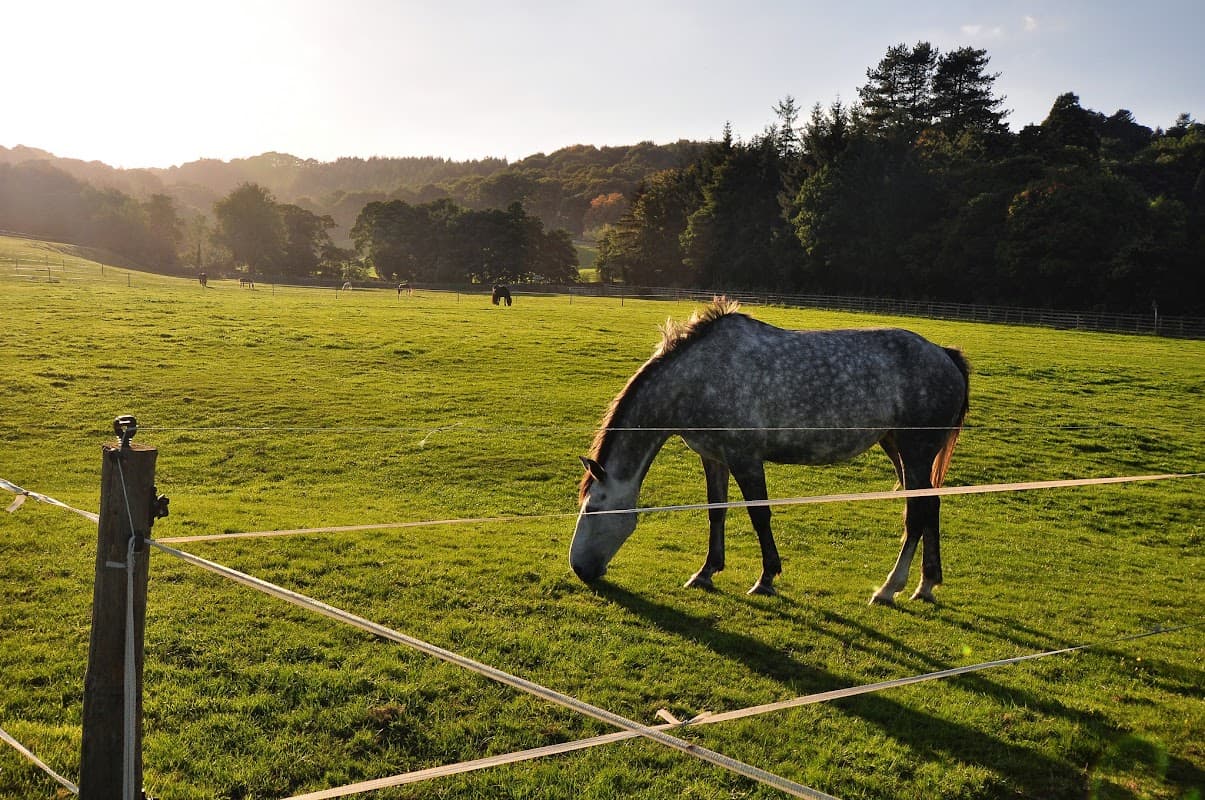 A grey horse grazes in a lush green field surrounded by trees and fencing, with sunlight illuminating the scene.