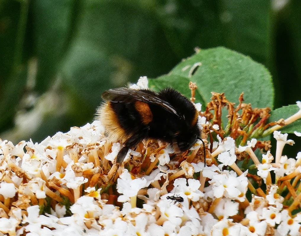 A bumblebee collecting pollen from small white flowers with green foliage in the background.