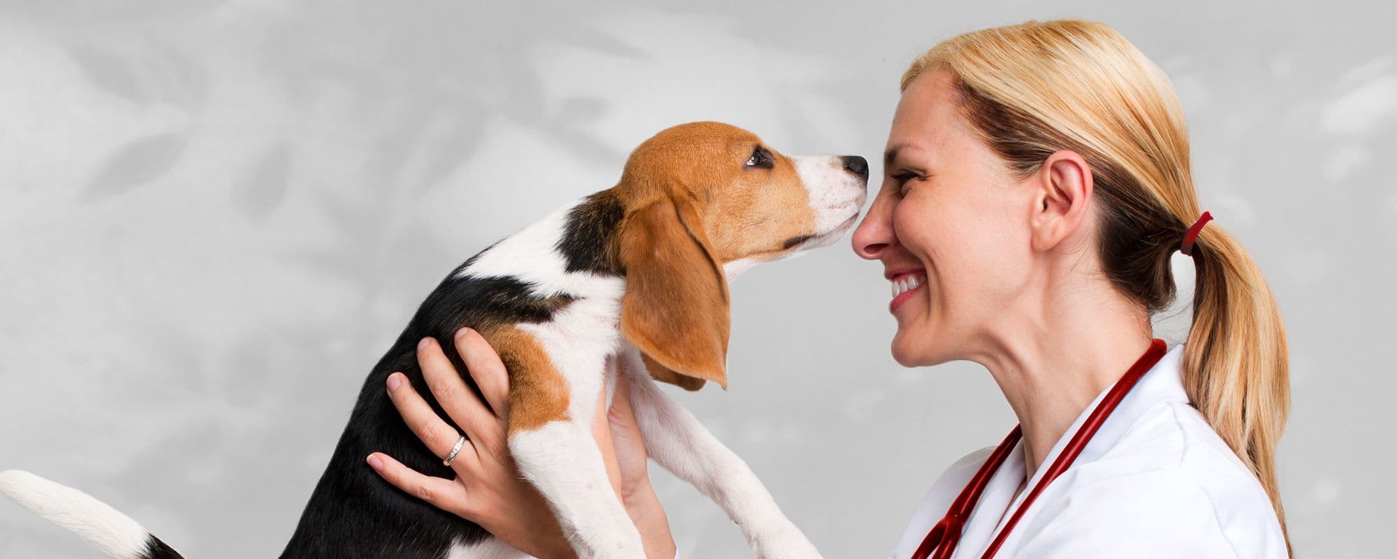 IDEXX Laboratories - Medical Labs in wetherby