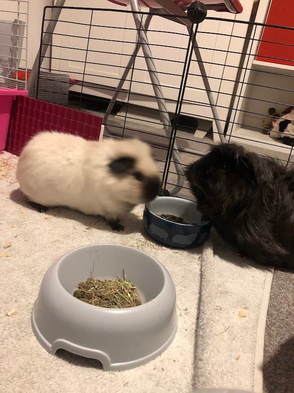 Two guinea pigs interact near a food bowl, with bedding and toys visible in a cozy indoor setting.