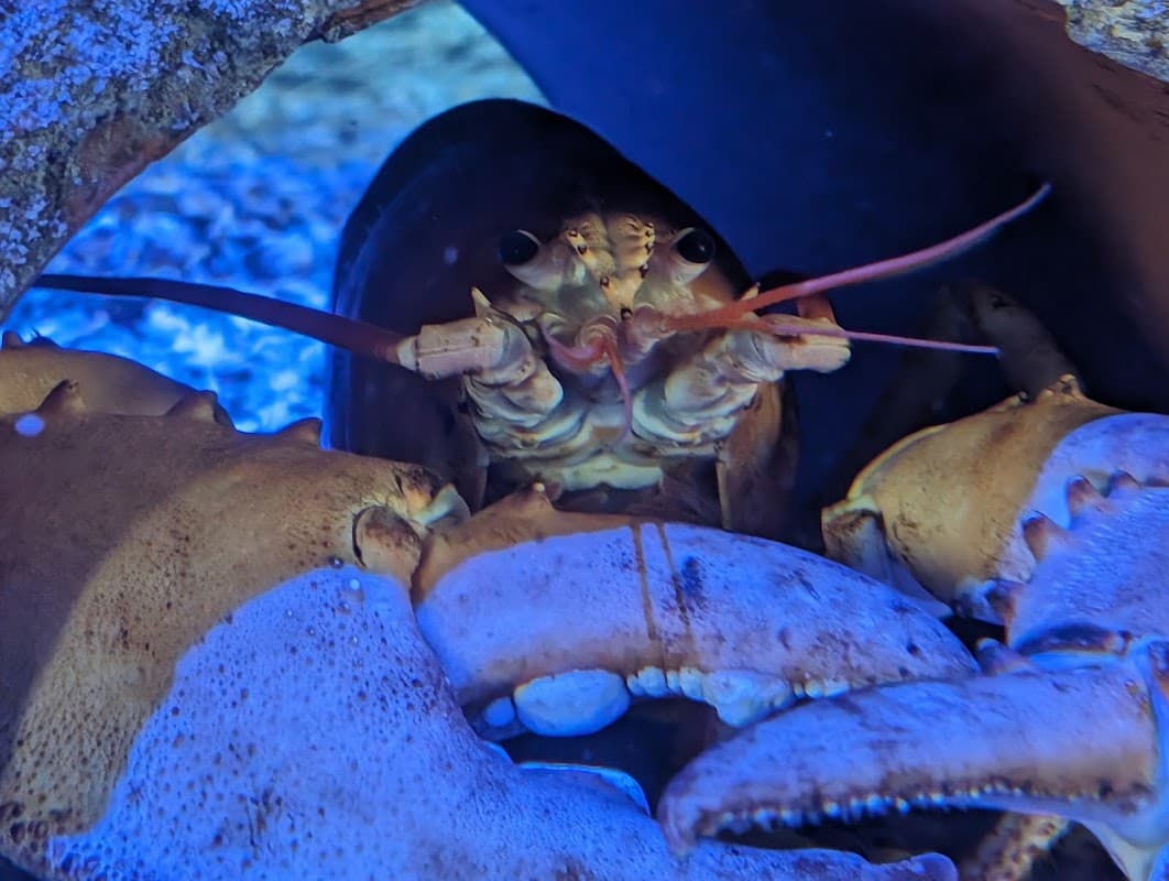 Whitby Marine Discovery Centre & Whitby Lobster Hatchery - Aquariums in whitby