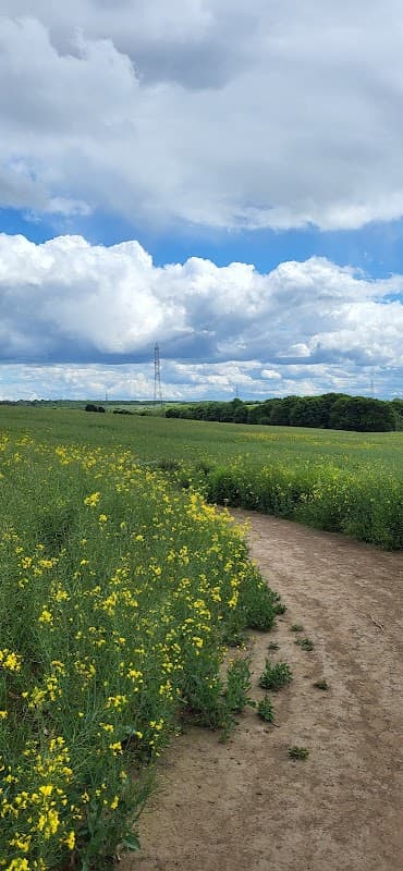 Lush green fields with vibrant yellow flowers under a cloudy blue sky, with a path winding through the landscape.
