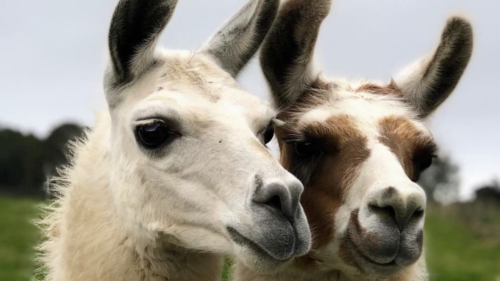Two llamas with distinct fur colors, one white and the other brown, stand close together in a green field.