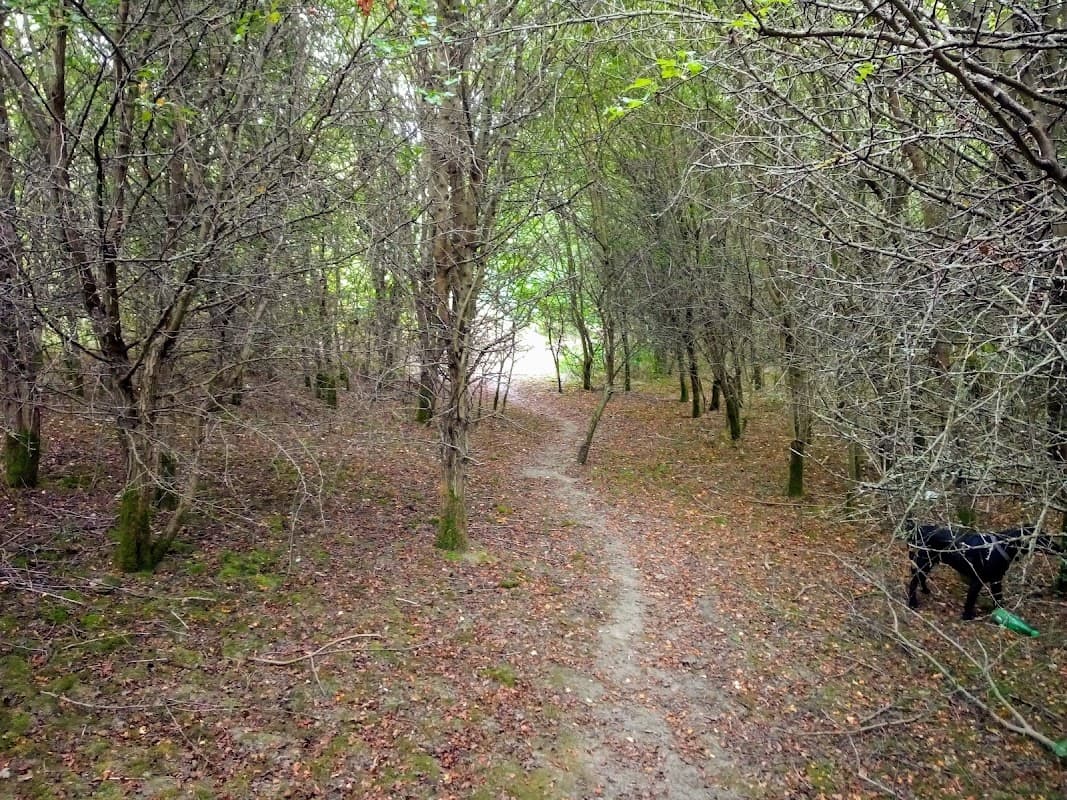 A narrow dirt path winds through a wooded area with sparse trees and fallen leaves, a black dog is visible on the right.