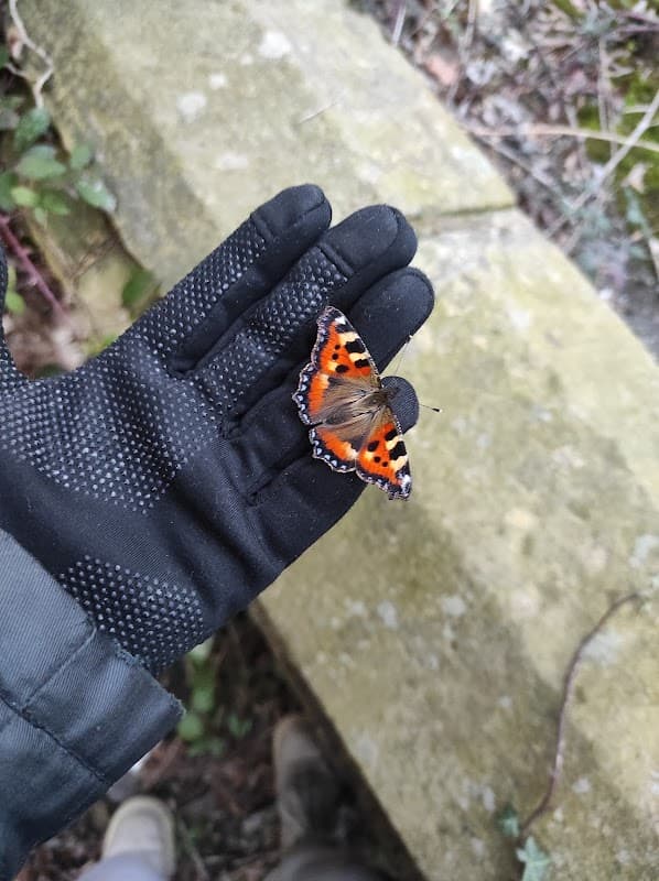 A person wearing a black glove holds a vibrant orange and black butterfly against a stone surface.