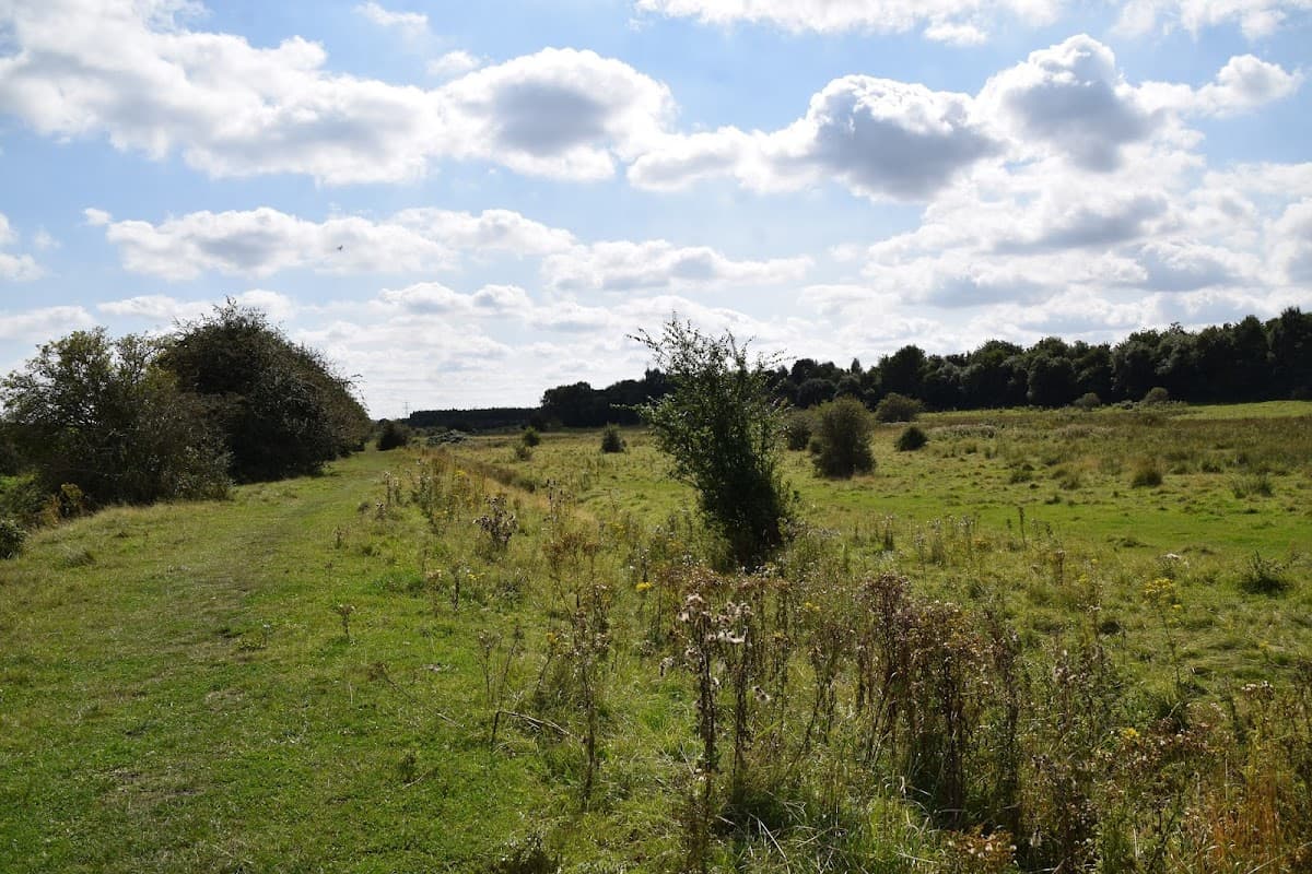 Lush green landscape with a winding path, scattered trees, and fluffy clouds in a blue sky at Woodhouse Washlands.