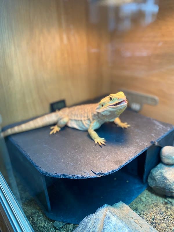 A bearded dragon resting on a slate platform inside a glass enclosure, surrounded by rocks and wood.