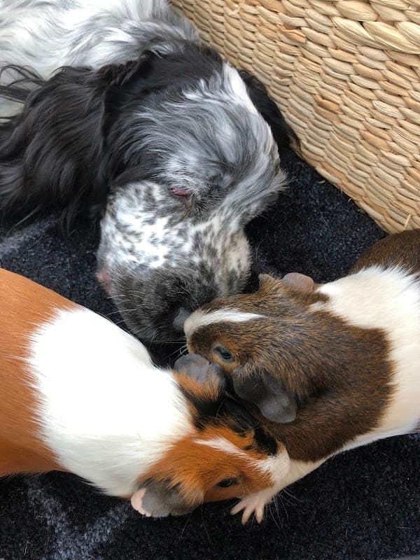 Stead S T Ltd - Vets in york