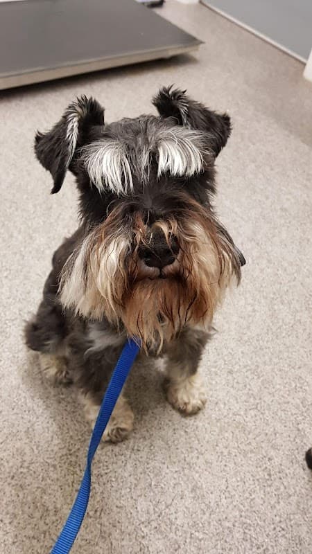 A scruffy black and gray dog with a distinctive beard sits on a gray floor, wearing a blue leash.