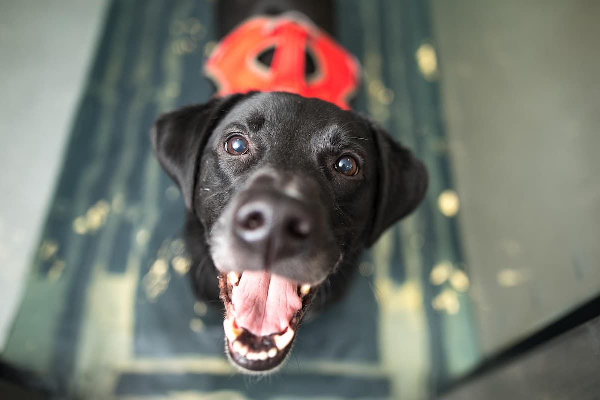 VetPartners, York - Vets in york