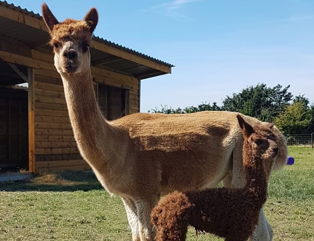 Westpoint Farm Vets, York - Vets in york