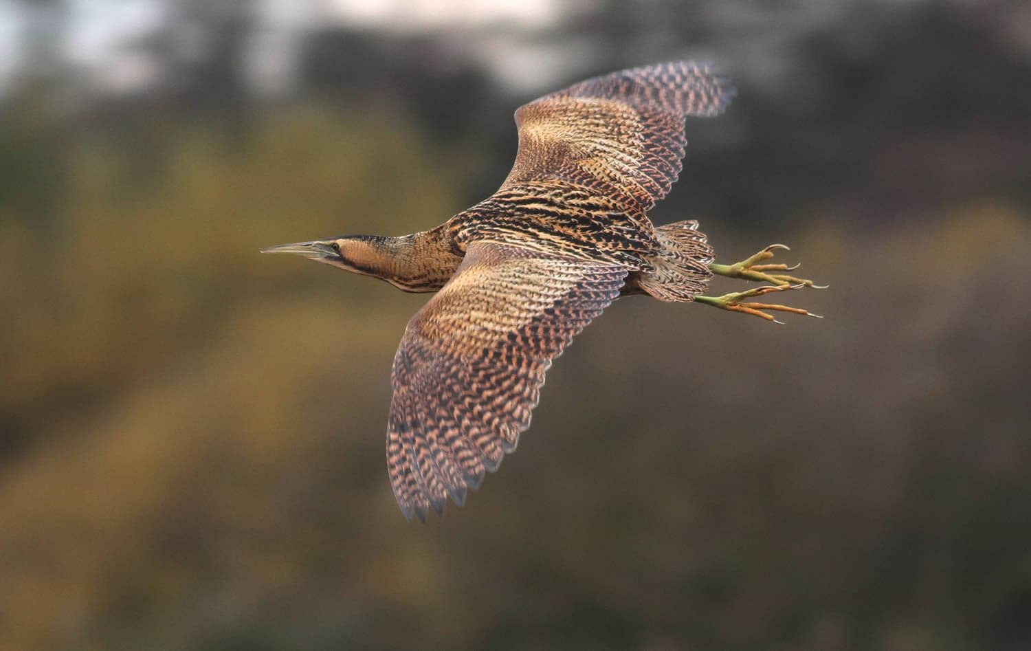 YWT Flamborough Cliffs Nature Reserve - Attraction in hull