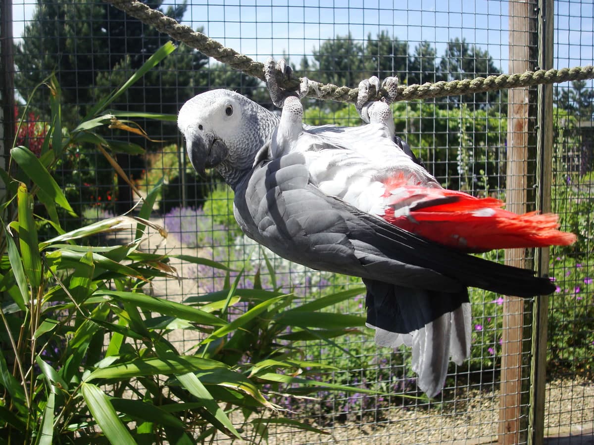 Visit Filey Bird Garden and Animal Park - A Family Attraction In Filey ...
