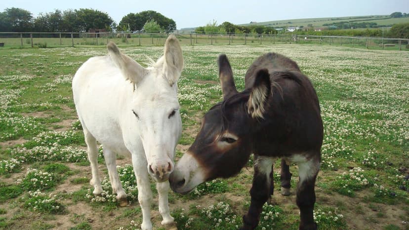 Visit Filey Bird Garden and Animal Park - A Family Attraction In Filey ...