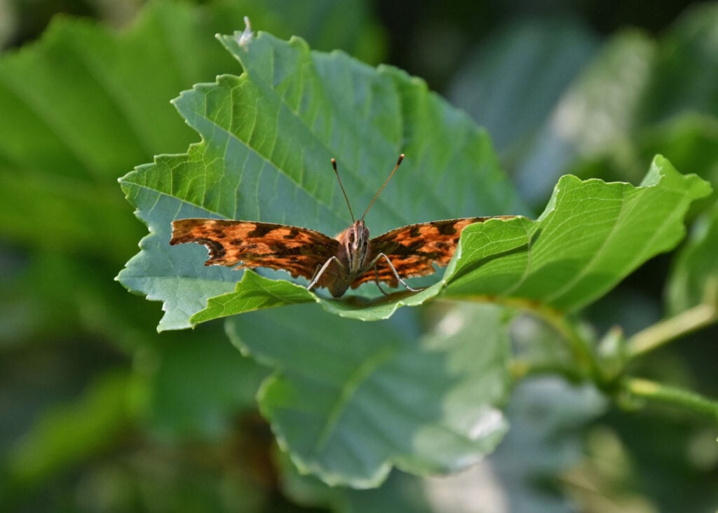 Butterfly in Dunnington near York