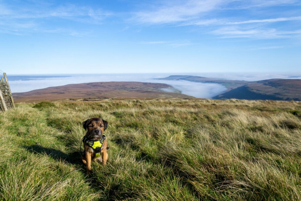 Image name buckden pike with dog yorkshire dales the 2 image from the post Walk: Buckden Pike in Yorkshire.com.