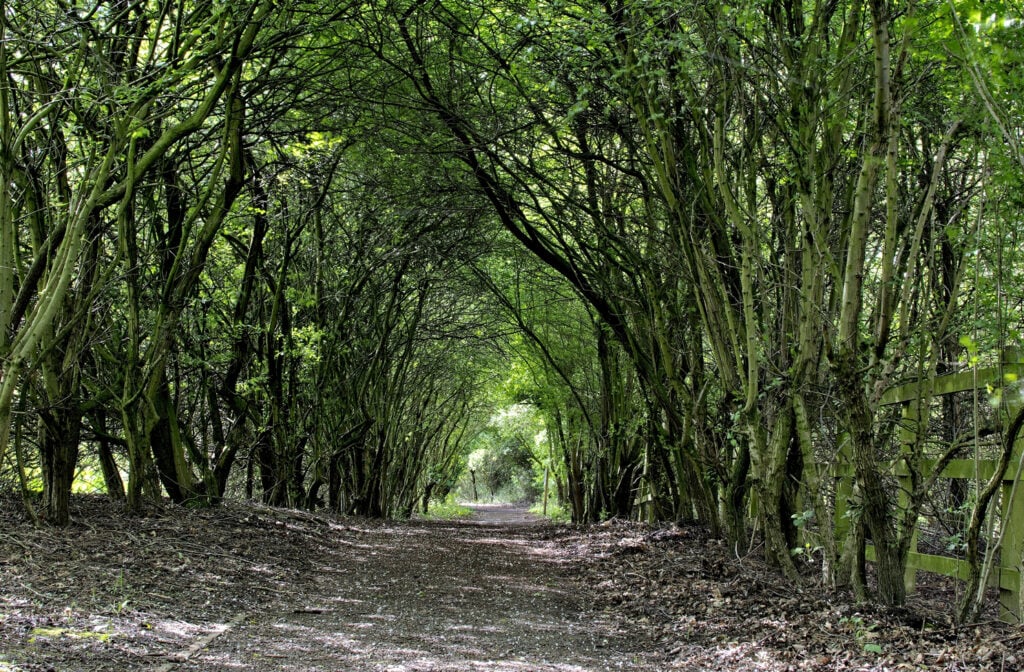 Potteric Carr tree tunnel