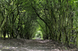 Potteric Carr tree tunnel