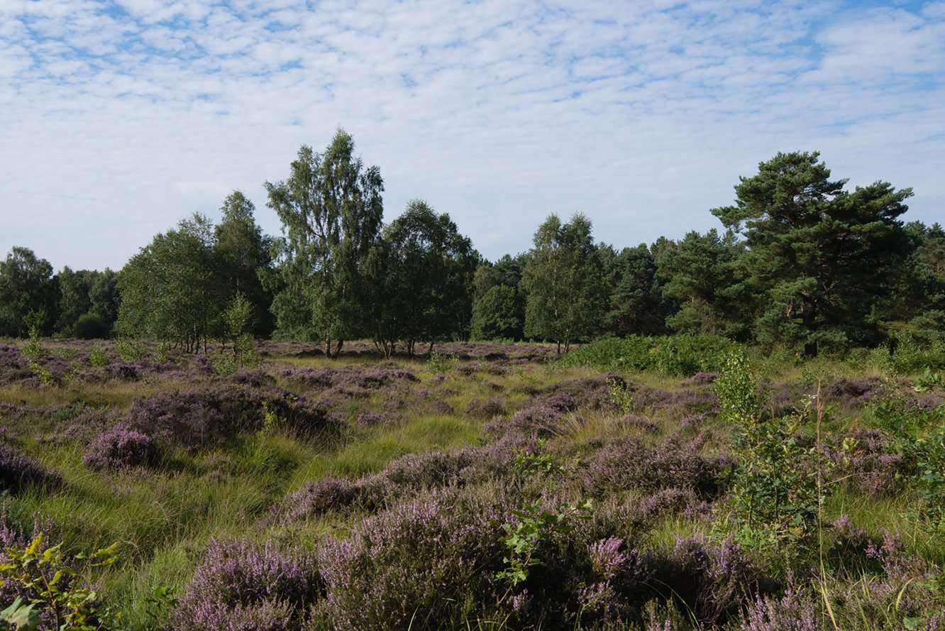 Image name allerthorpe woods near pocklington yorkshire the 12 image from the post Walk: Allerthorpe Common and Waplington in Yorkshire.com.