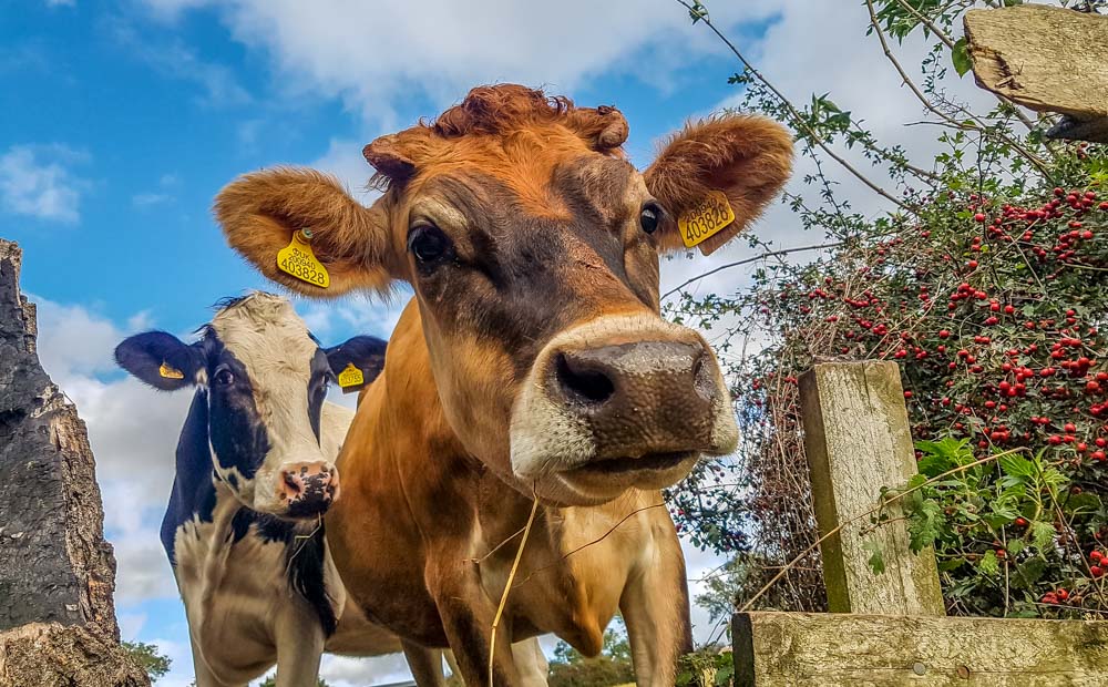 cows in field