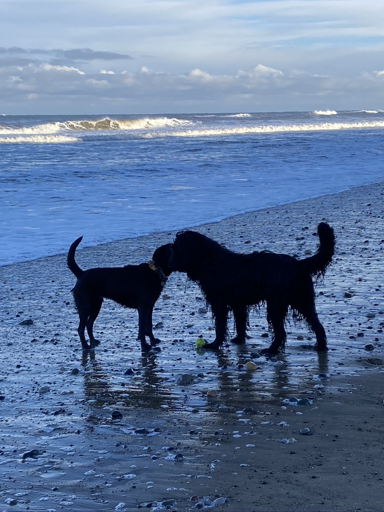beach friends dogs