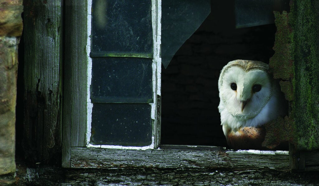 Image name Barn owl WildStock 3 the 1 image from the post Walking with Yorkshire’s spooky species in Yorkshire.com.