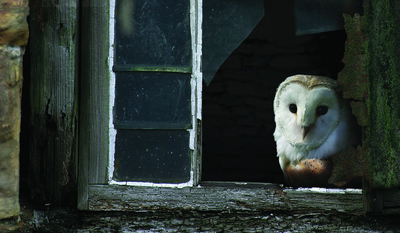 Image name Barn owl WildStock 3 the 9 image from the post Walking with Yorkshire’s spooky species in Yorkshire.com.