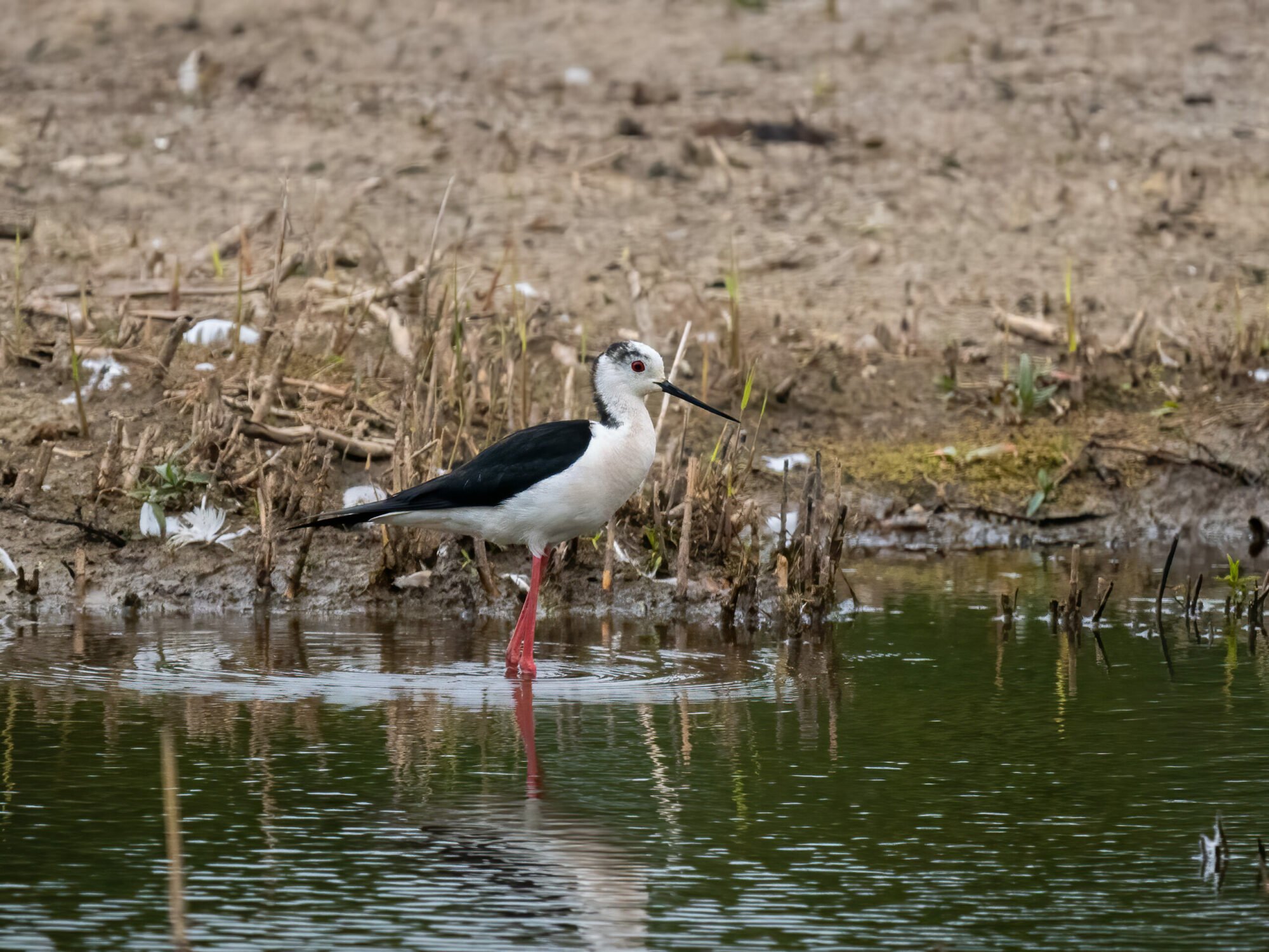 Image name Black winged stilt 5 C Paul Paddock scaled the 1 image from the post Rare black-winged stilts fledged near Doncaster in Yorkshire.com.