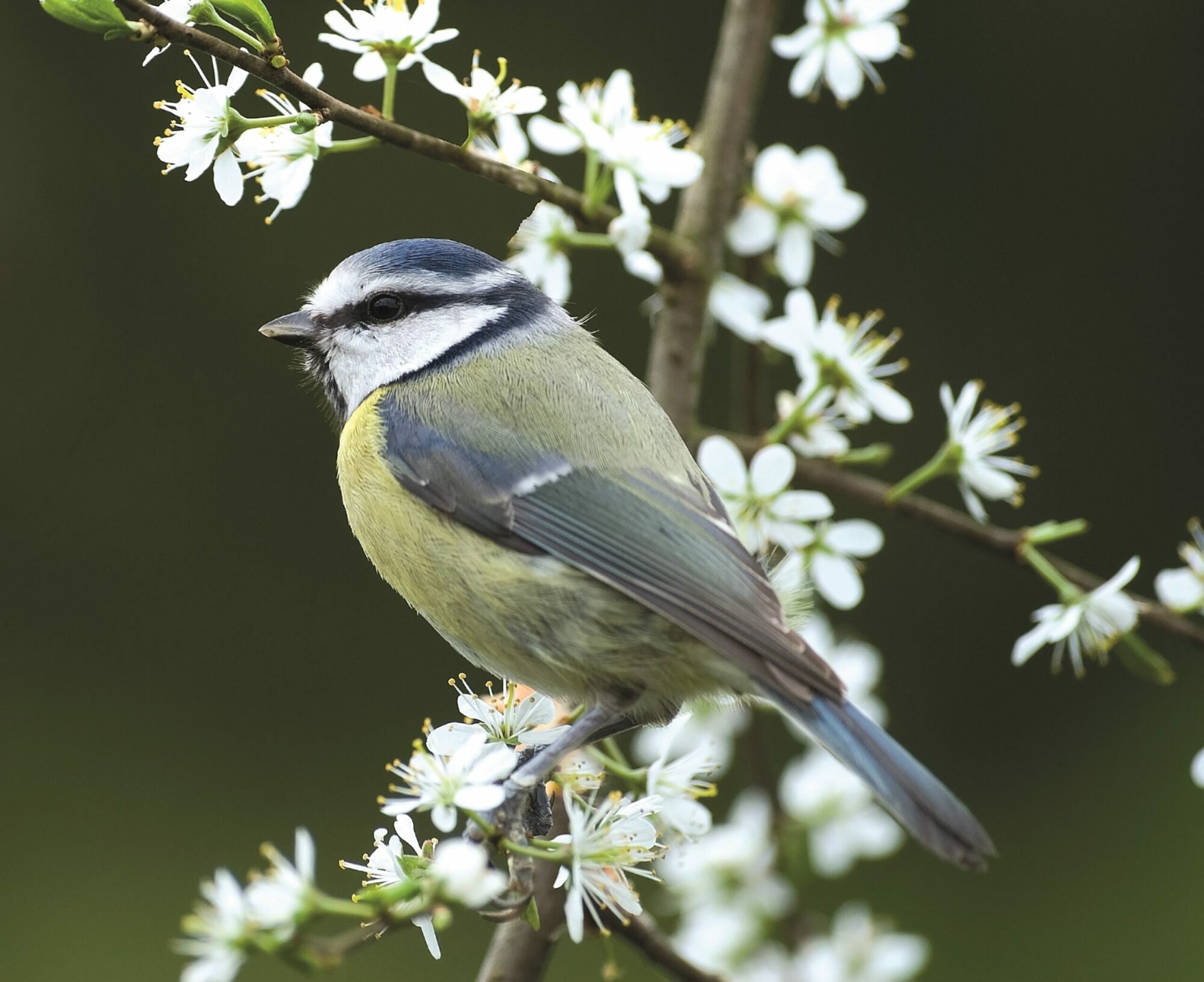 Image name Blue tit Bob Coyle scaled the 1 image from the post Signs of spring in Yorkshire.com.