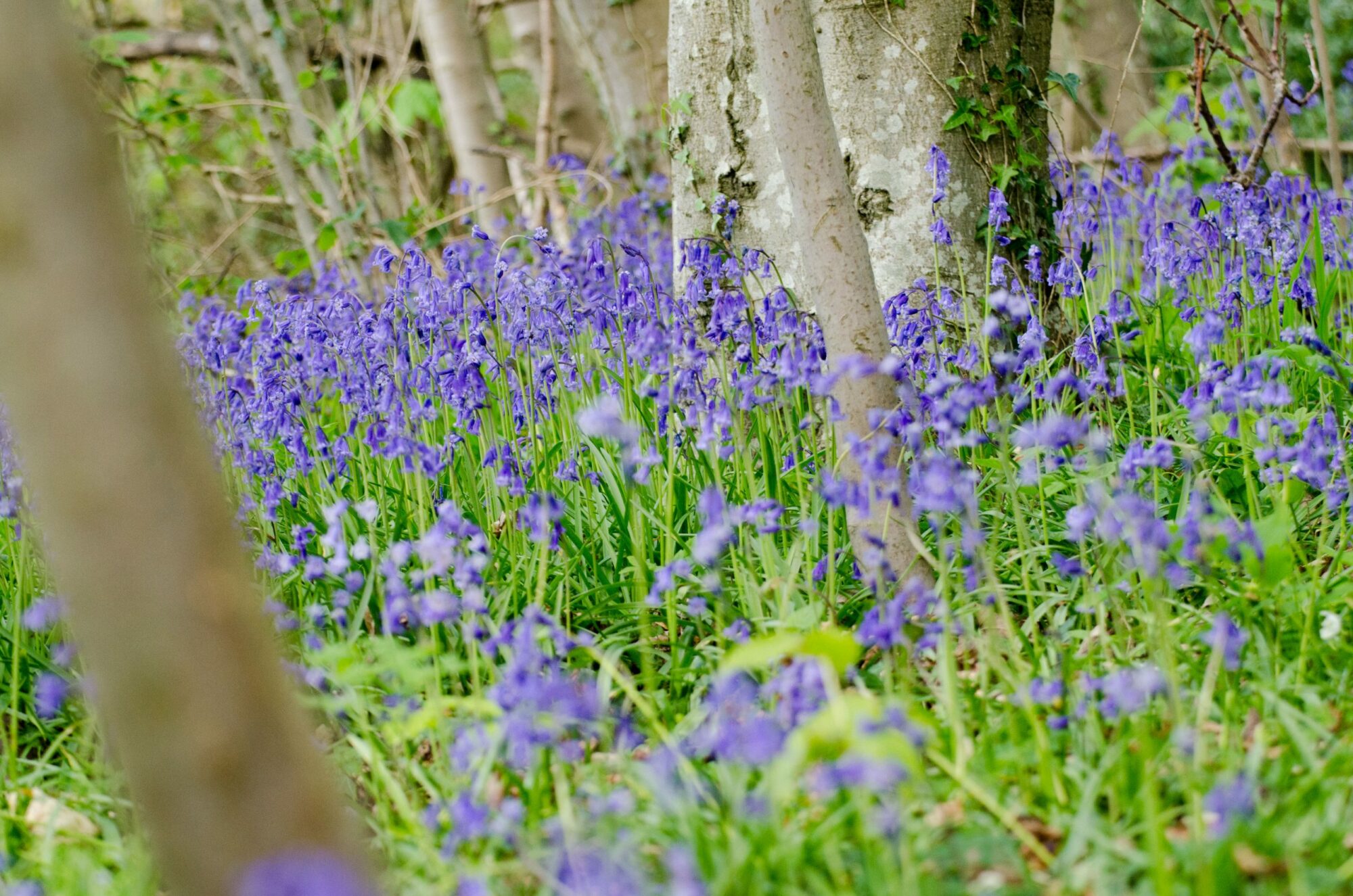 Image name Bluebells Josh Raper Conservation Media 5 scaled 1 the 21 image from the post Walking, Wellbeing and Wildlife in Yorkshire.com.