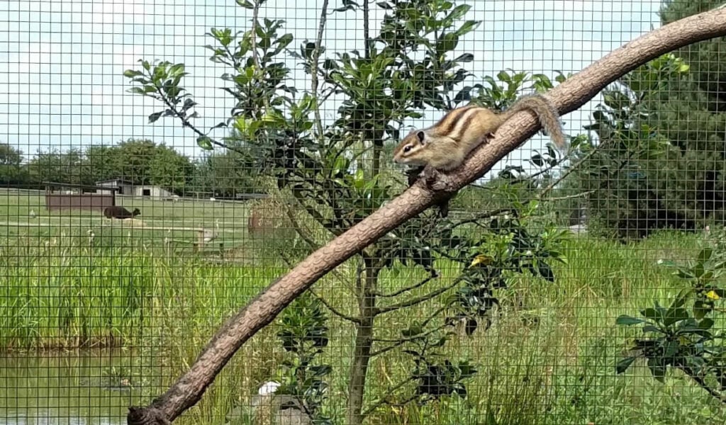 Visit Filey Bird Garden and Animal Park Visitor Attraction image 3 Image name Filey Bird Garden and Animal Park 1 the 3 image from the post Visit Filey Bird Garden and Animal Park in Yorkshire.com.