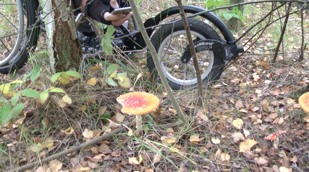 A wheelchair user taking a photo of fungi with a  mobile phone. 