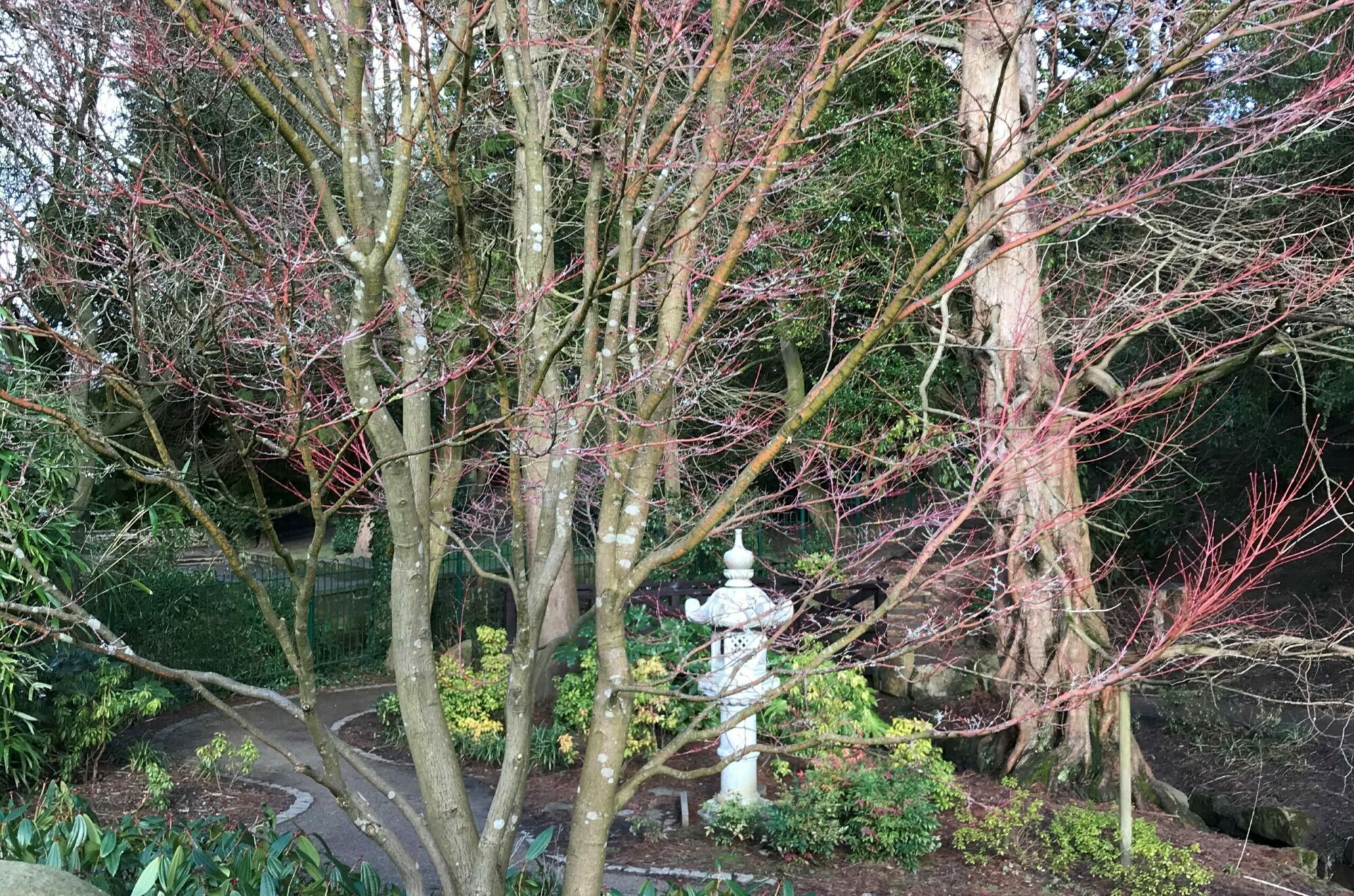 Japanese ornament, path and trees with red branches in a Japanese style park