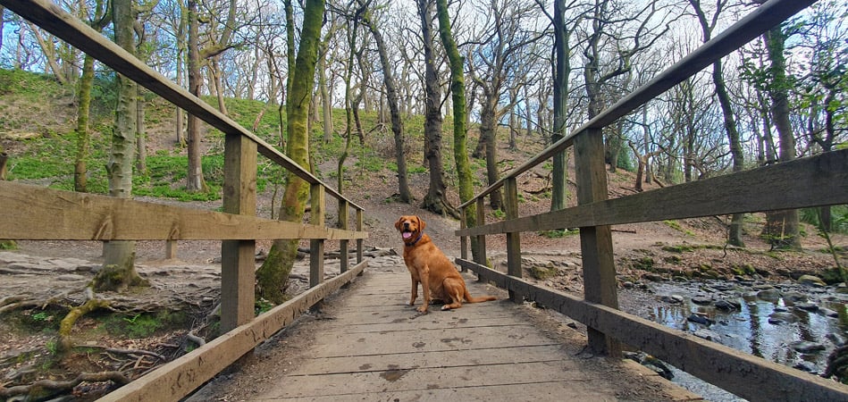 Ecclesall Woods Circular Walk Post image 2 Image name Labrador on Bridge the 2 image from the post Ecclesall Woods Circular Walk in Yorkshire.com.