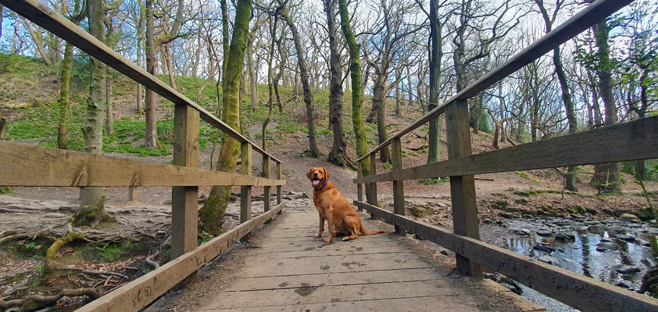 Image name Labrador on Bridge the 2 image from the post Ecclesall Woods Circular Walk in Yorkshire.com.