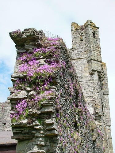 Image name Middleham Castle 1 the 6 image from the post Newsletter - Friday 4th August in Yorkshire.com.