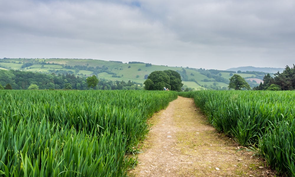 clear path through crops