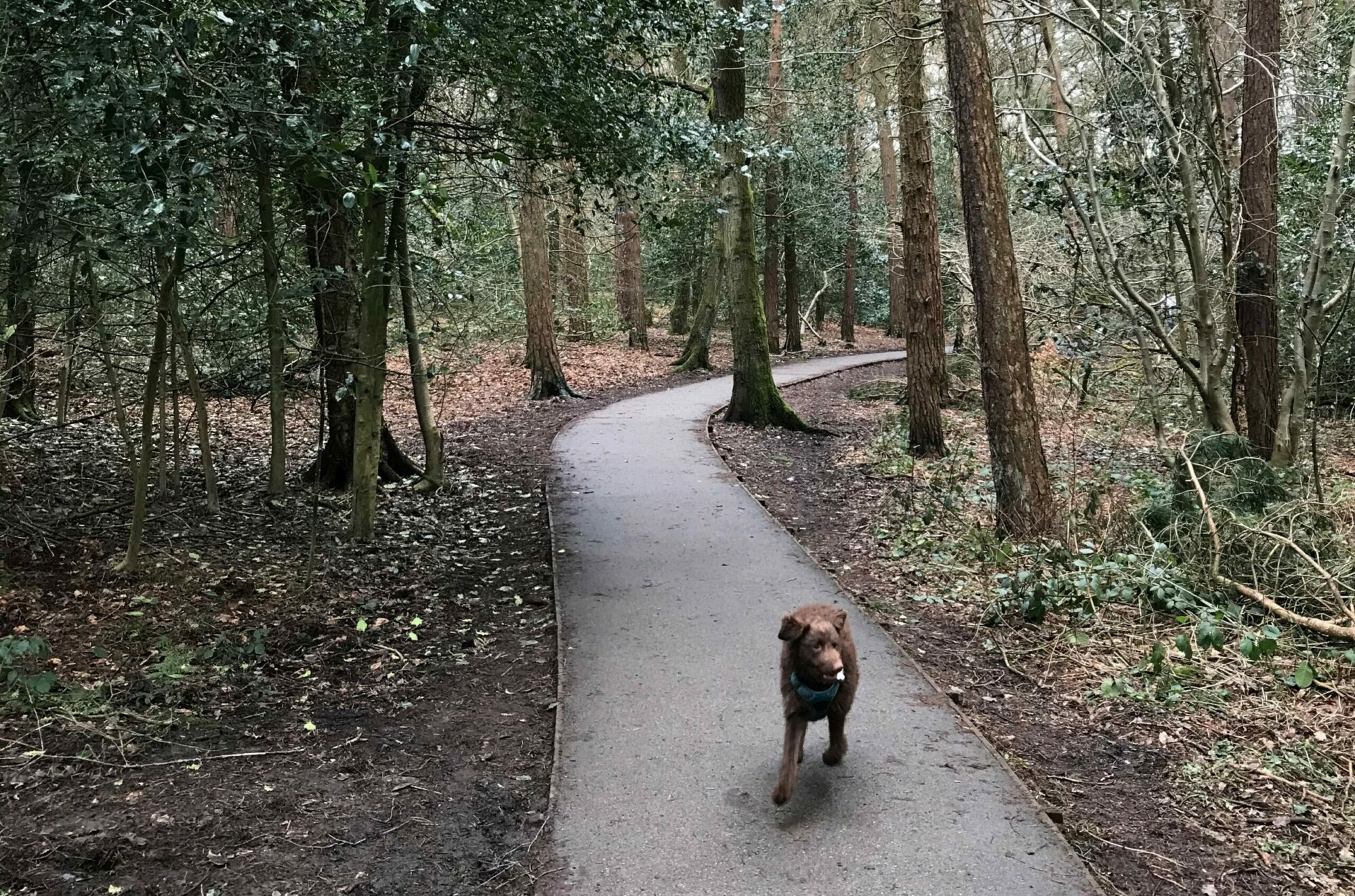 A small brown dog running towards the camera along a path through a woods