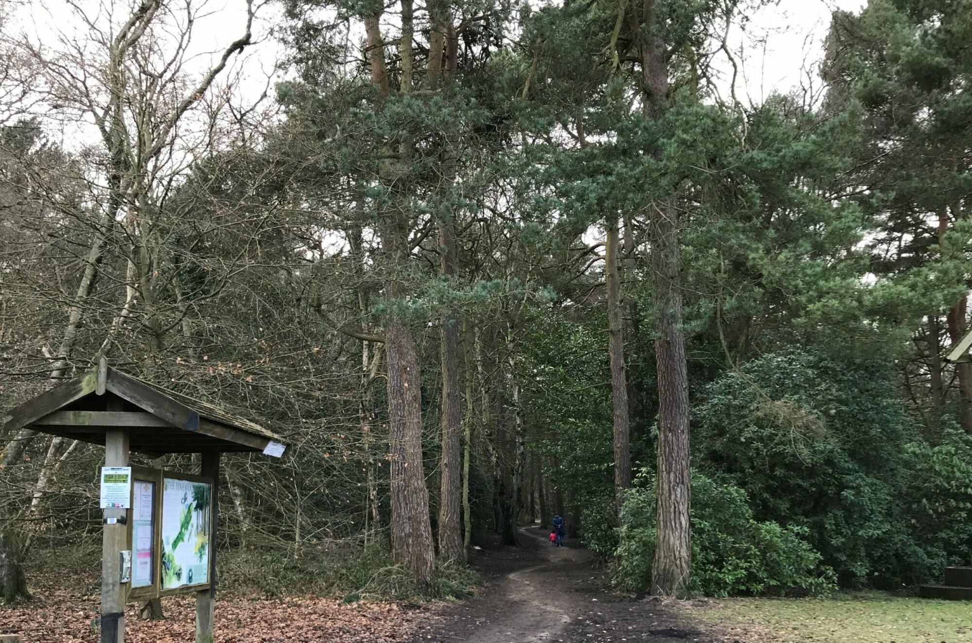 path leading into pine woods information board